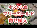 オシャレな色!マリーゴールドの【寄せ植え】