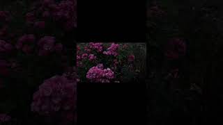 Fettah Can - Olan Bize Oldu (Slowed+Reverb)