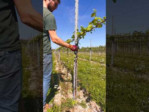 Vine shoot remover in action.🌱😎@agriturismo.orzaie #wineinspires #vine #vineyard #viticulture #grape