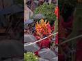 dasara navaratrulu🙏🙏 #amma #durgammma #panduga #navaratrulu #shorts #thalli