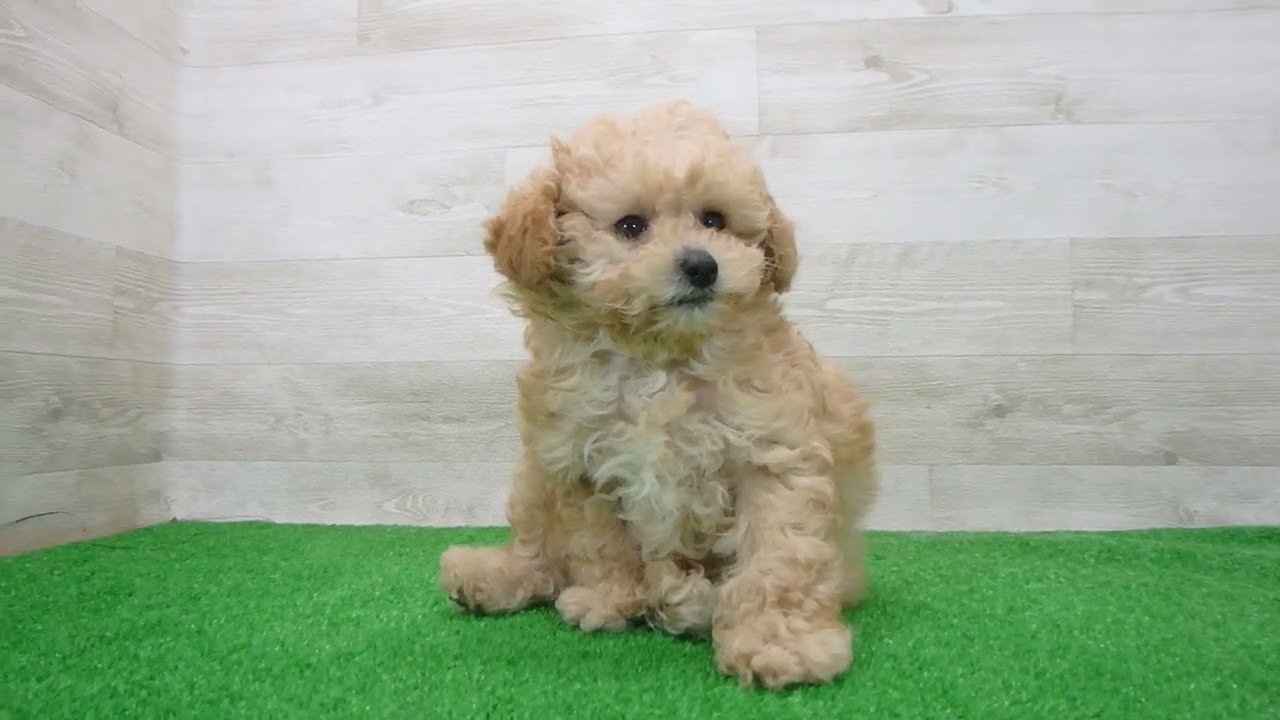 Coo&RIKU No.00756159 T・プードル - YouTube