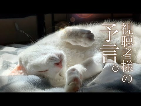 Pervert cat. - YouTube