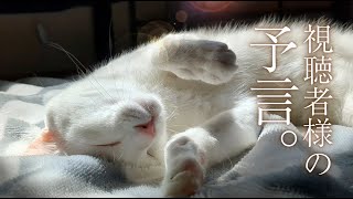 Pervert cat. - YouTube