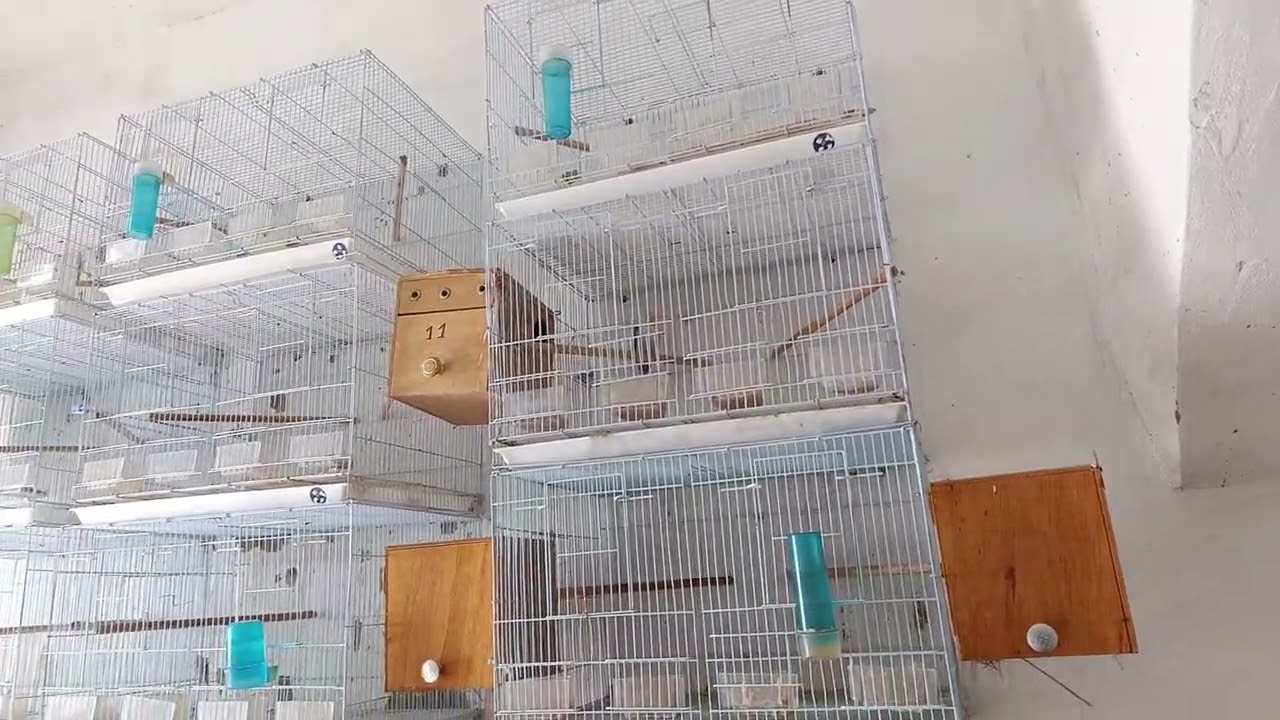 الحرص كل الحرص على نظافة المكان أخي المولوع، اللهم بارك 🤲#المغرب #birds #طيور #إنتاج_الطيور #طفرات 