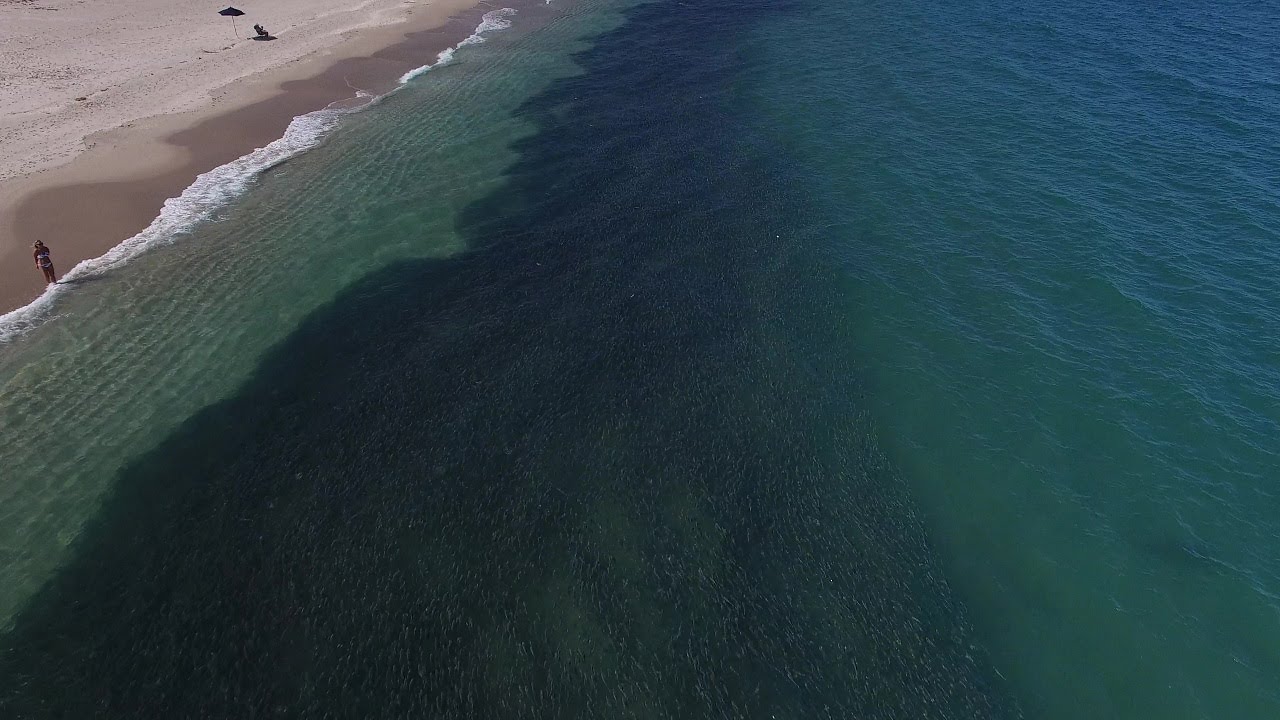 Mullet Run 2020 Palm Beach (Drone) HD