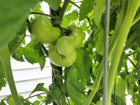 Dutch Bucket Tomatoes vs Aquaponic Tomatoes | Doovi