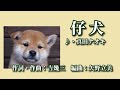 仔犬   歌:真田ナオキ 「新曲」~歌は人生~