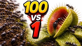 “100 Ants vs 1 Venus Flytrap (Who Wins?)”