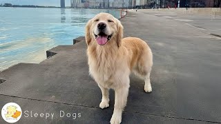 Calming Music for Dogs 🎵 Deep Sleep Sounds for Puppies 💤 For a Peaceful, Safe Night