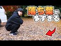 自宅の落ち葉が尋常じゃない件【掃地獄】 thumbnail