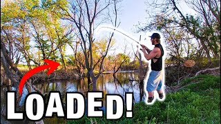 This Mysterious Timber Held The Tastiest Fish In These Waters!!! (Wild Big Catch!!)