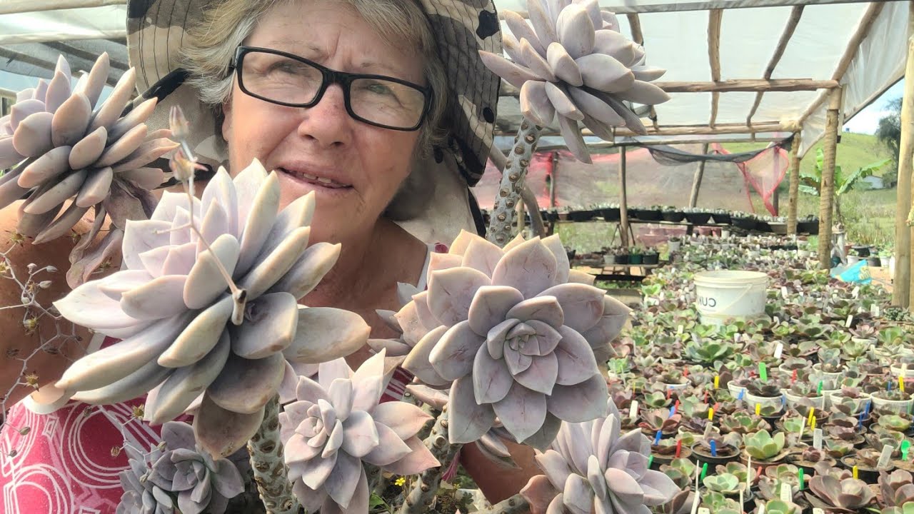 PORQUE AS PLANTAS SUCULENTAS ALIMENTAM NOSSA ALMA.