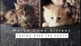 Maine Coon kittens taking over the couch