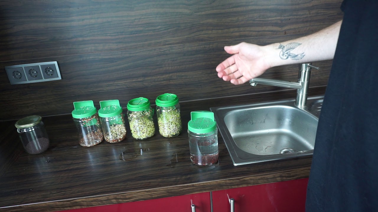 ► Brokkolisprossen Einweichzeit - Wie lange solltest du warten? ◄