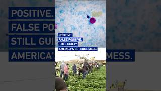 Positive and then false positive: Americas lettuce mess