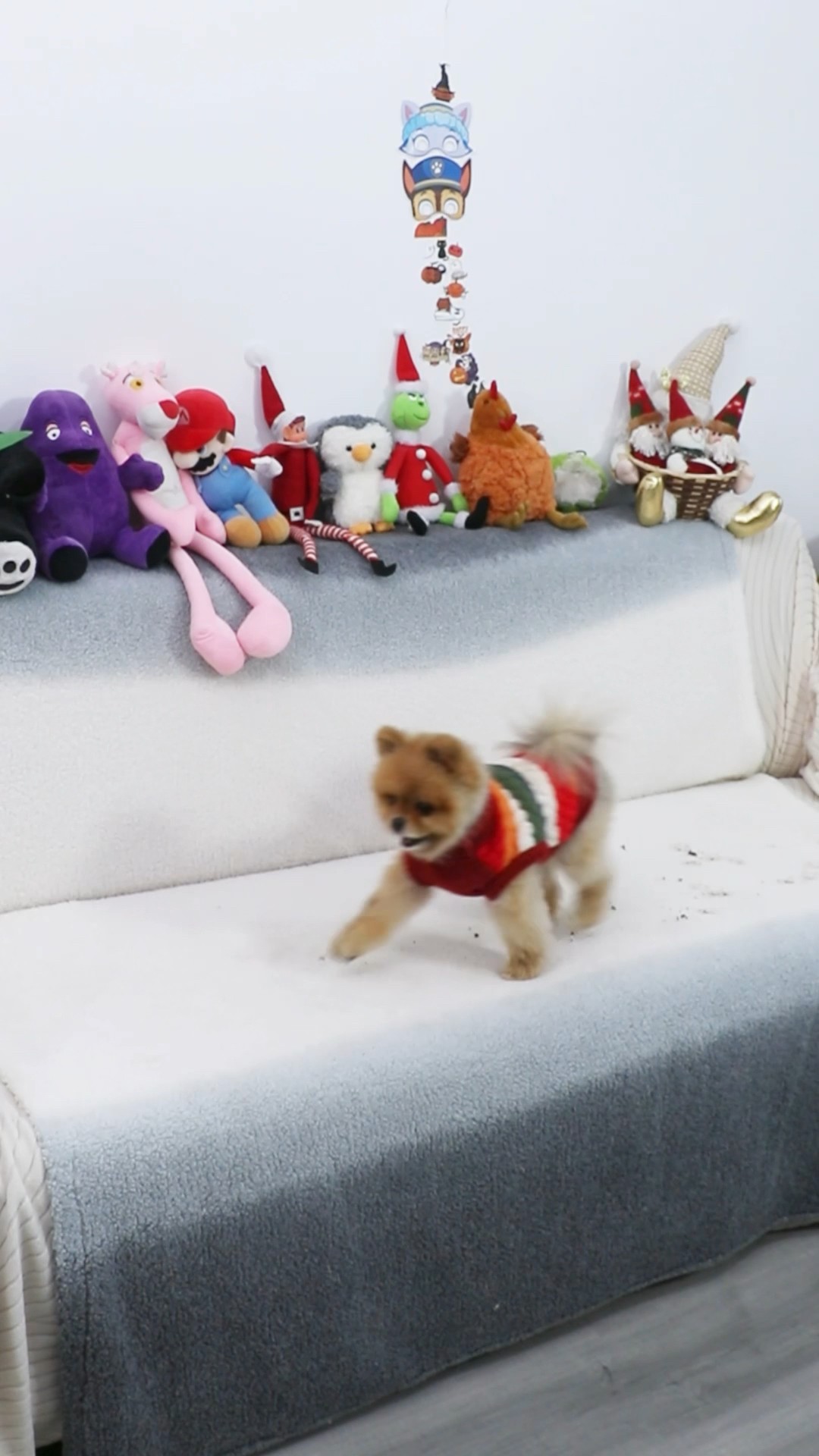 Wash ur dog’s paws? ?? #dog #cococutiepom #pet #funny