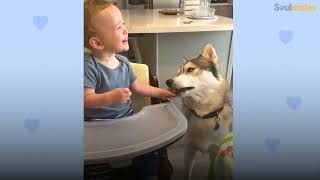 Husky Patiently Waits Next To Moms Belly To Finally Meet His Little Brother | The Dodo Soulmates