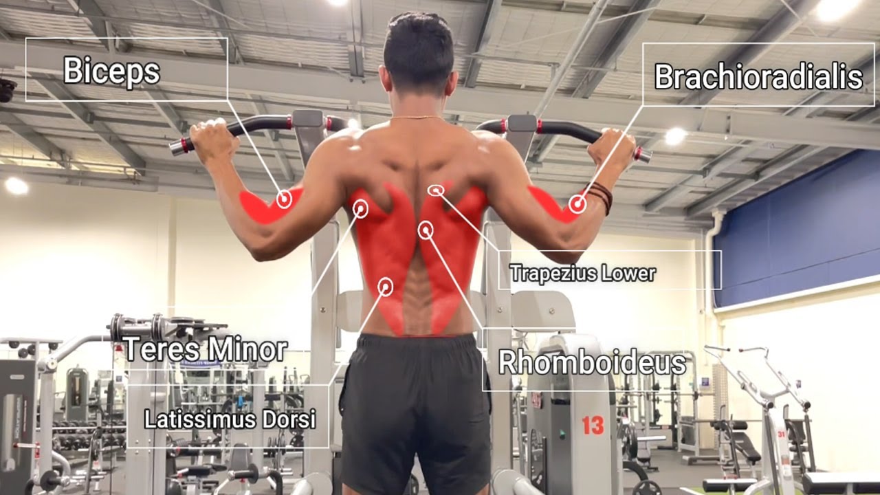 Back Muscle Anatomy Bodybuilding YouTube