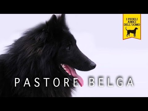 Video: Pastore Belga