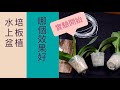 蝴蝶蘭 水培 板植 水草   哪一種比較好? 實驗開始!! 蝴蝶蘭不同的種植方式