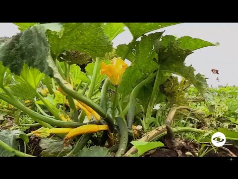 Video: Zucchini: las mejores variedades para campo abierto. Descripción de variedades y características de cultivo