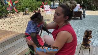 Monkeys🐰Easter🐣Party in quarantine🐇 Happy 🐣 Easter