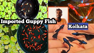 Latest Types Guppy Fish Farm in Kolkata | Guppy Fishes | Aquarium Fish price | Kolkata