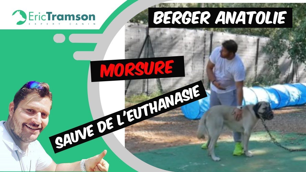 NORMANDIE, ce chien Berger Anatolie agressif sauvé de l’euthanasie par eric tramson - YouTube