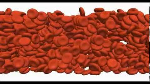 720 red blood cells in duct flow