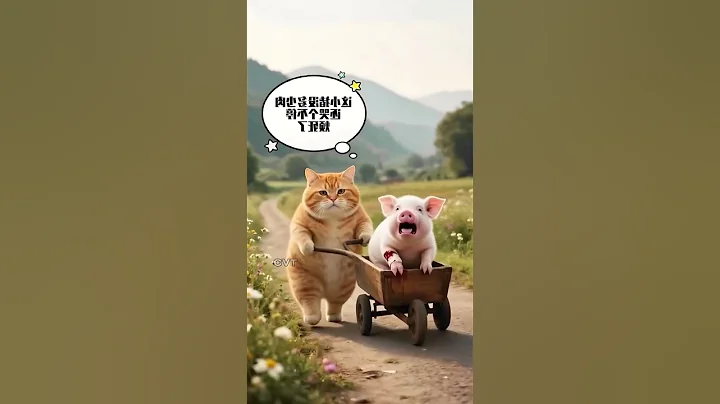 Video 10723801: cat funny entertainment animals