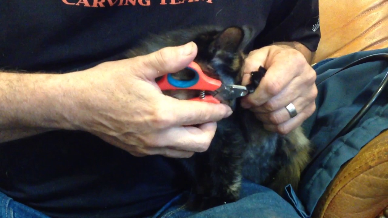 Trimming kittens claws. Part 2 back claws YouTube