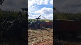 Trator john Deere 5078e fazendo a silagem de milho #trator #pecuarista #agro #pecuarista