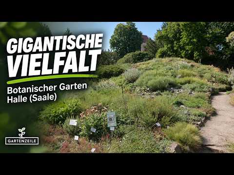 Gigantic Variety – Botanical Garden Halle (Saale)