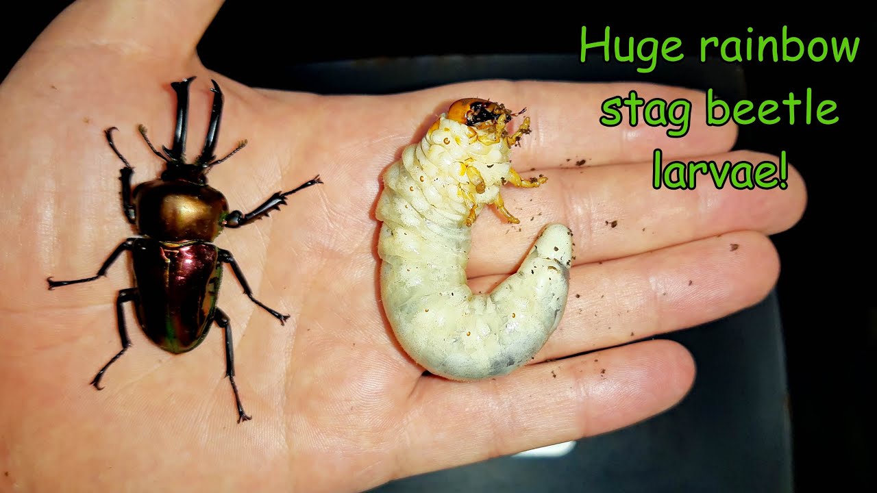 Big rainbow stag beetle larvae! YouTube