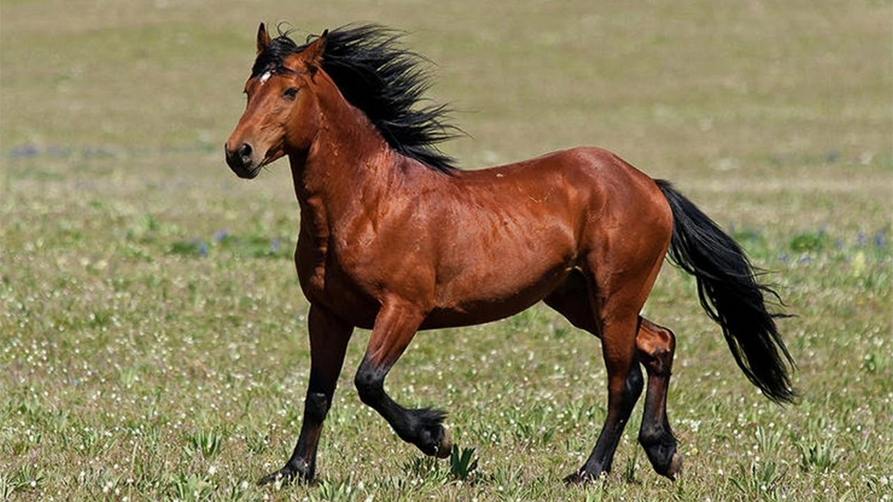 Сайт horse. Гнедой Мустанг. Кигер Мустанг гнедой. Лошадь породы Мустанг. Лошадь гнедой Мустанг.