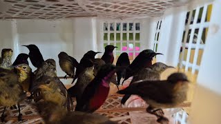 Download Lagu Datang Murai Prenjak Putih Konin Muda MetatoL King Konin Platuk Trucuk Jalak LB Kenari FaLk Parkit MP3