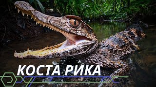 Дикая Коста Рика | National Geographic Wild | Документальный фильм 2023