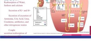 Urinary System Review
