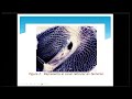 Clase 4 Nutrición Animal