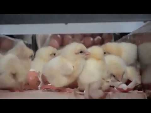 Chick maceration in the egg industry  [WARNING: graphic footage].