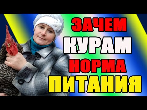 Нужна ли НОРМА ПИТАНИЯ для кур несушек.