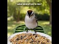 POV: you installed a bird feeder with a camera #backyardbirds #birdfeeder