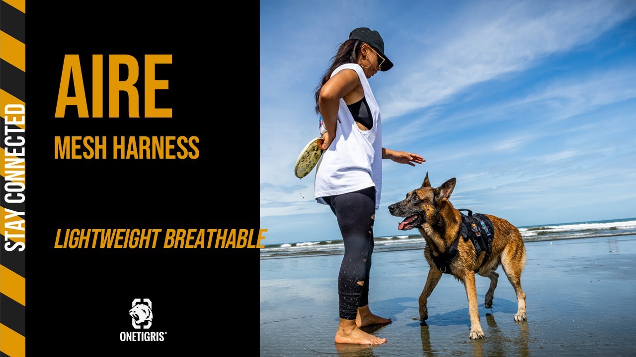 OneTigris AIRE Mesh K9 Harness Let's go surfing and frisbee!