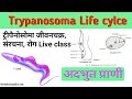 Trypanosoma life cycle |ट्रीपैनोसोमा जीवनचक्र ।। trypanosomiasis | trypanosoma gambiens| B.sc class