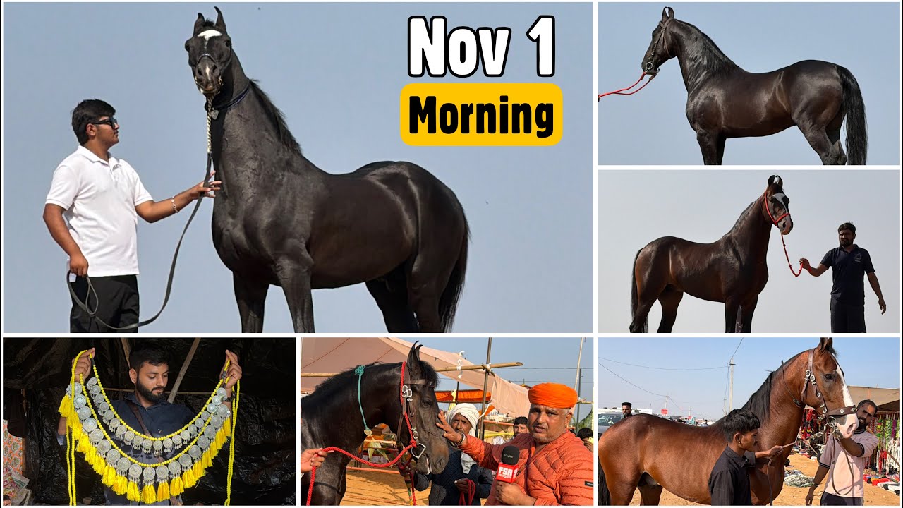 Pushkar Mela 2025 November 1 Morning Vlog | The Most Beautiful Marwari Horses at the Fair