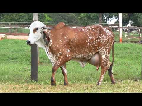 LOTE 40 • LEILÃO LIQUIDAÇÃO GIR LEITEIRO BELA VISTA • GBV 152