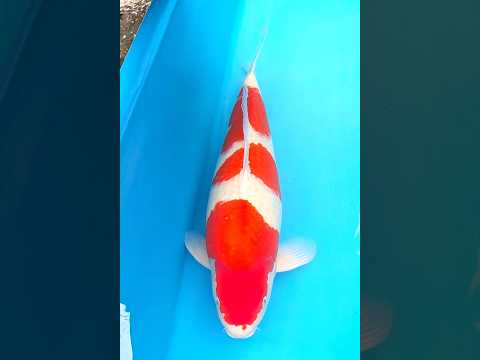 1 紅白 75㎝ - YouTube