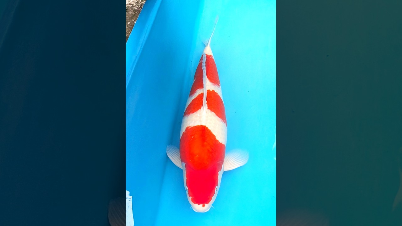 1 紅白 75㎝ - YouTube