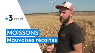 Des Moissons Dcevantes Dans La Meuse