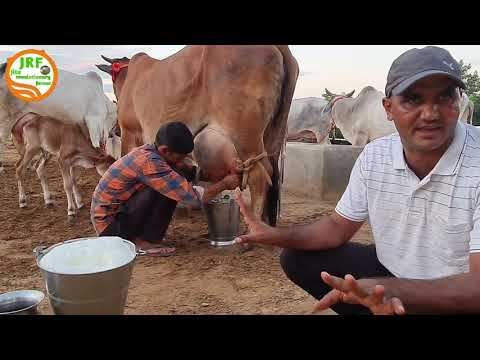 Full Milking Video- 5 Star Rathi Breed.Handa Dairy Farm (8813854754)